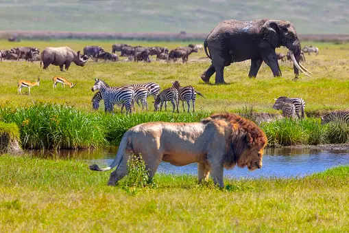 Tanzania Budget and Sharing 4-Day Safari
