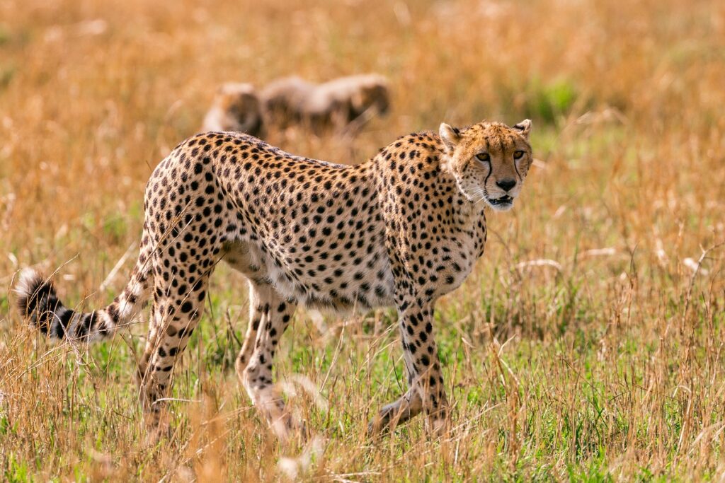 5-day tanzania budget safari tours