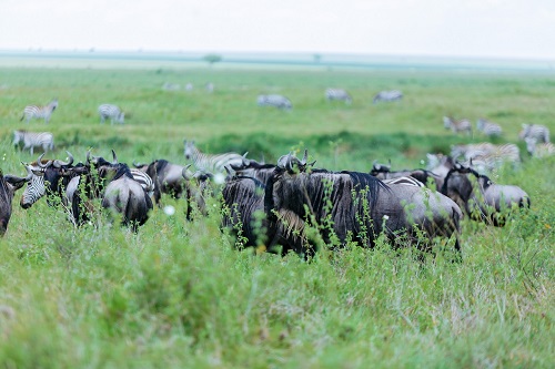Antelope in Serengeti