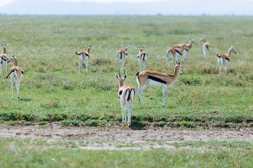 antelope spotted during 6 days in the serengeti