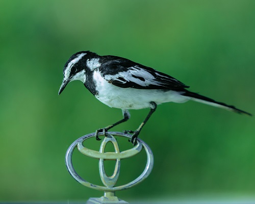 8-Day Kilimanjaro Tour