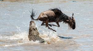 6 days Mara river north serengeti luxury safari