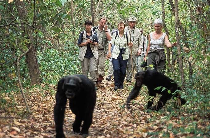 gorillars spotted during tanzania safari for 2026/2027