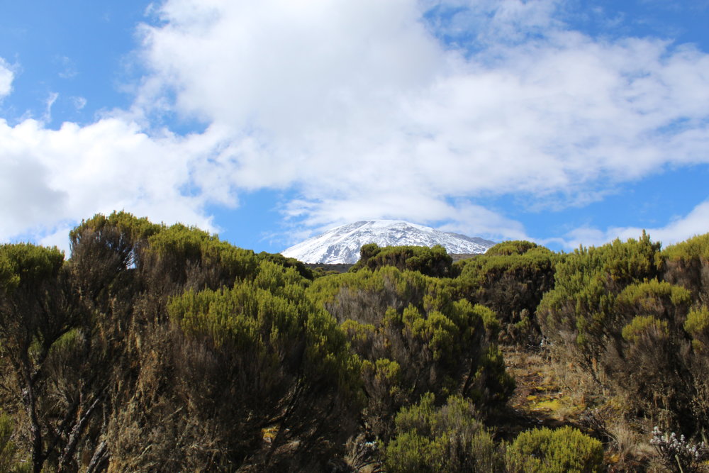 Kilimanjaro trekking via Northern Circuit Route