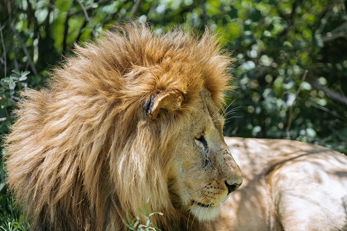 5 days leopard safari in Serengeti
