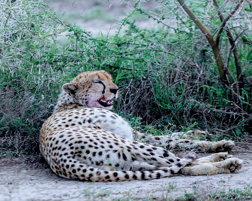 predator spotted during 6 days in the serengeti