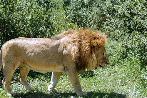 6 days predator safari in Serengeti