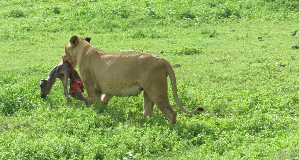 lioness potted during 6 days in the tarangire