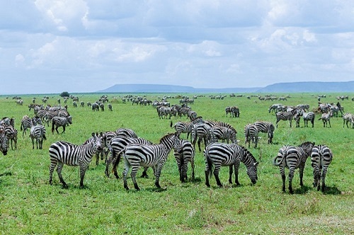 zebra spotted during 6 days in the serengeti